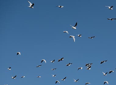 <br />
<b>Warning</b>:  Undefined variable $ttl in <b>/home/pcb184/shanetsu-achiwabankin.jp/public_html/cms/wp-content/themes/achiwabankin/single-menu.php</b> on line <b>123</b><br />
